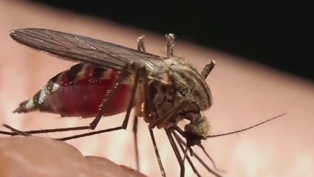 Miami-Dade begins annual campaign attempting to keep mosquitoes in check — CBS Miami, Key Biscayne Community news