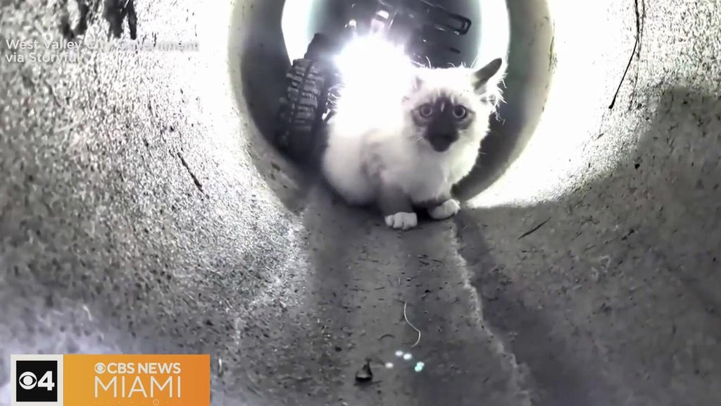 "R2-D2" robot rescues kitten trapped in Utah drain pipe — CBS Miami, Key Biscayne Community news