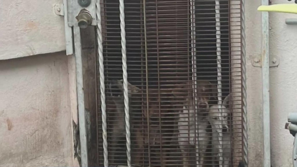 Miami Beach man arrested after 19 dogs, elderly woman found living in deplorable conditions, police say — Key Biscayne Real Estate news