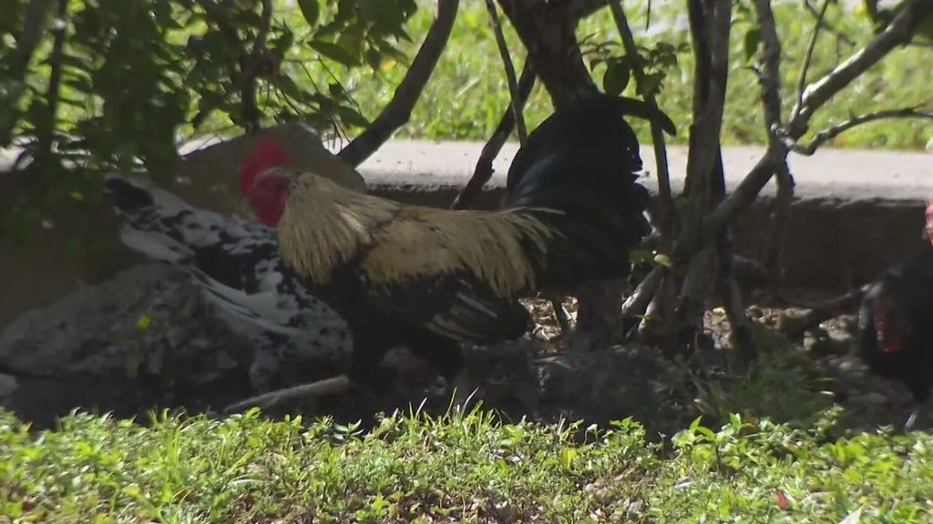 Hialeah doctor alarmed, calling for investigation after dead chickens found outside medical office building — Key Biscayne Real Estate news