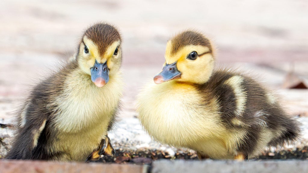 Florida woman intentionally ran over, killed 11 ducklings for making "mess in her yard," sheriff's office says — CBS Miami, Key Biscayne Community news