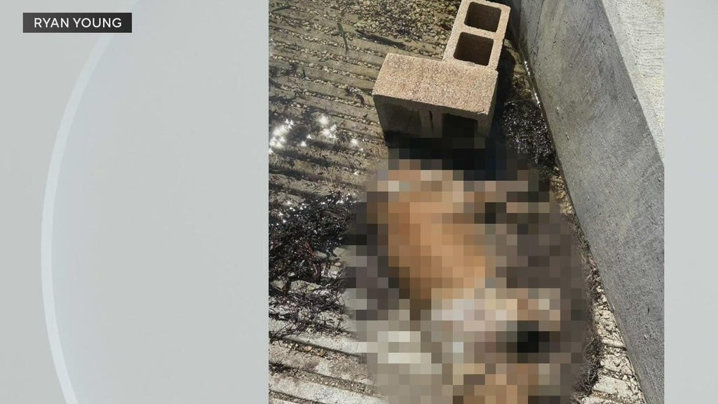 Miami police investigate after dog found dead underwater, tied to cinder blocks off Coconut Grove — CBS Miami, Key Biscayne Government news