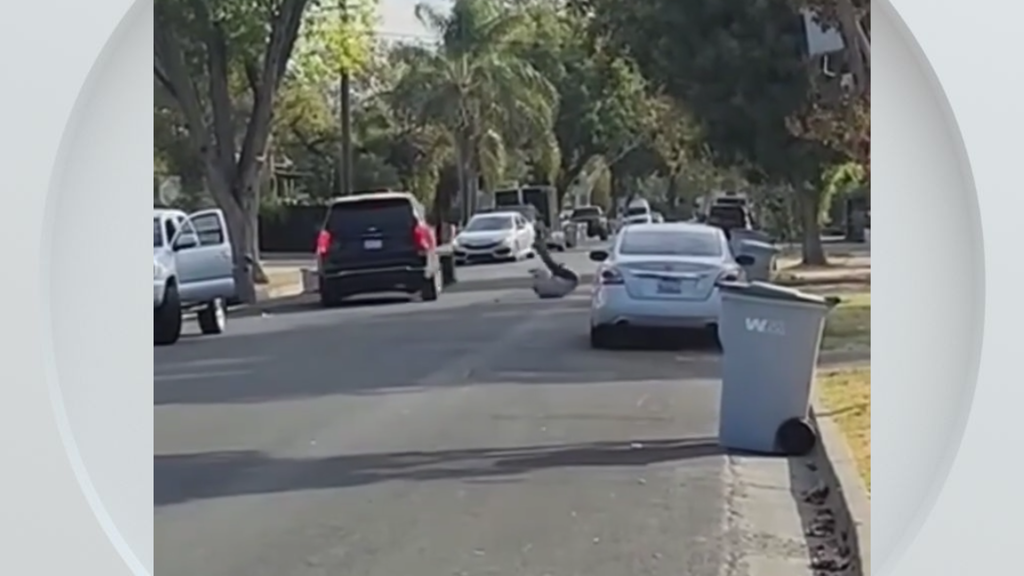 Federal immigration vehicle hits pedestrian in Woodland, police say — CBS Bay Area (KPIX), Key Biscayne Health news