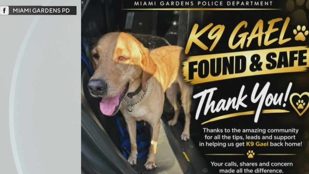 Missing Miami Gardens Police K-9 found safe in Hollywood after search — CBS Miami, Key Biscayne Community news