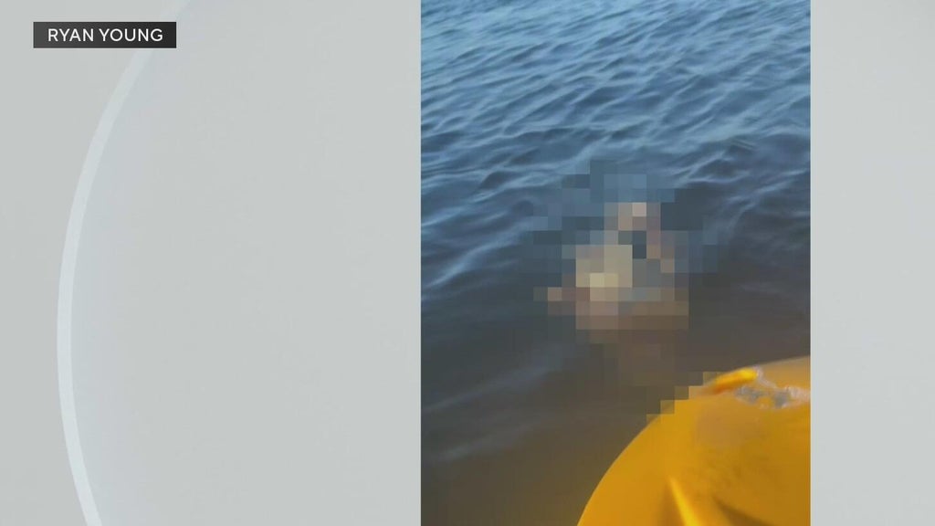 Police investigate after a dog was found underwater tied to cinder blocks in Miami — CBS Miami, Key Biscayne Government news