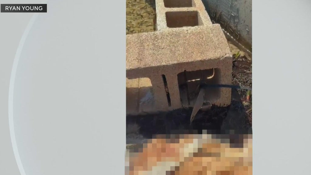 Outrage grows after dog found dead underwater tied to cinder blocks in Miami — CBS Miami, Key Biscayne Government news