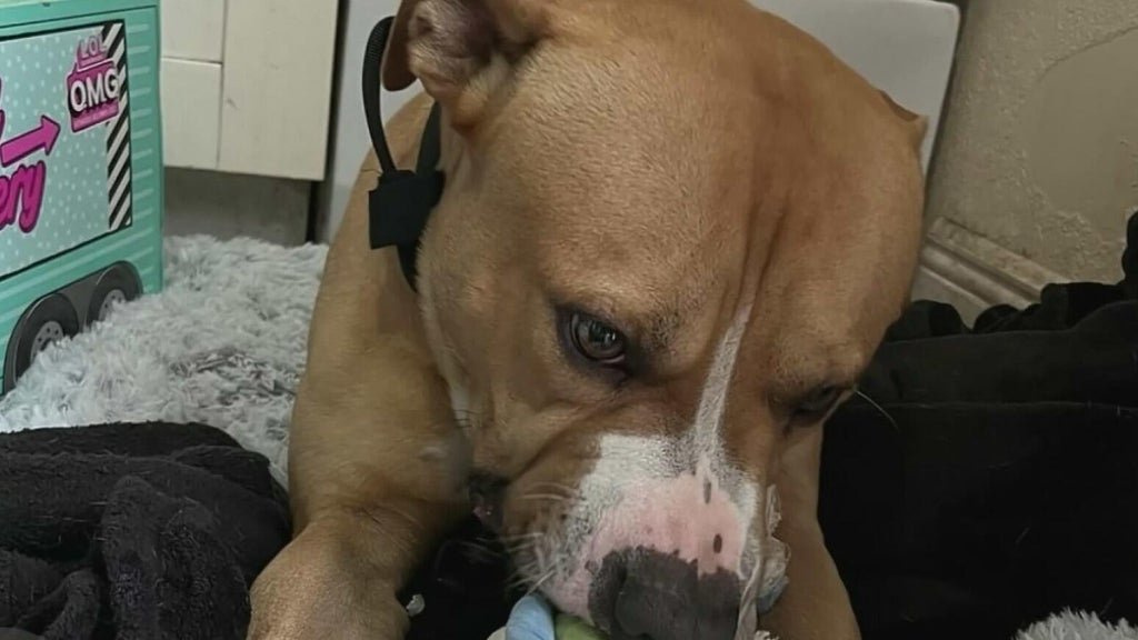 Teen girl remains hospitalized after dog attack in northwest Miami-Dade; owner surrenders pit bull — CBS Miami, Key Biscayne Health news