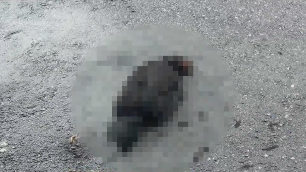 Hialeah doctor reports six dead chickens outside medical office building; cause is unknown — Key Biscayne Health news
