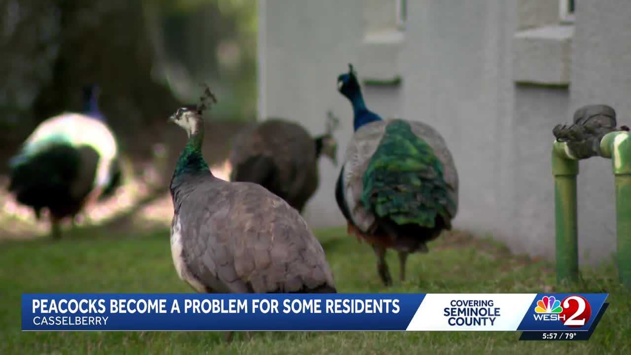 Peacocks vs. property owners: Casselberry rethinks peacock protections amid property damage complaints — WESH 2 Orlando, Key Biscayne Real Estate news