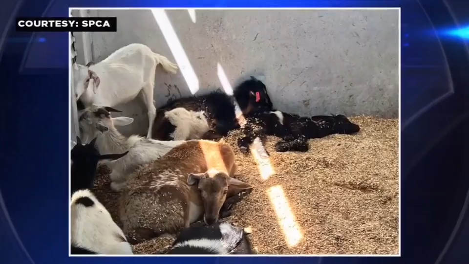 ‘It’s a pretty bad case’: Livestock rescued from suspected cockfighting ring in SW Miami-Dade recovering at SFSPCA facility — WSVN 7 Miami-Dade
