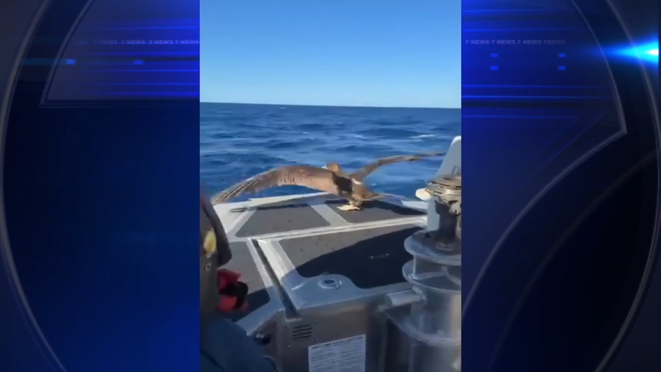 Miami Beach US Coast Guard assists in release of rehabilitated tropical seabird — WSVN 7 Miami-Dade