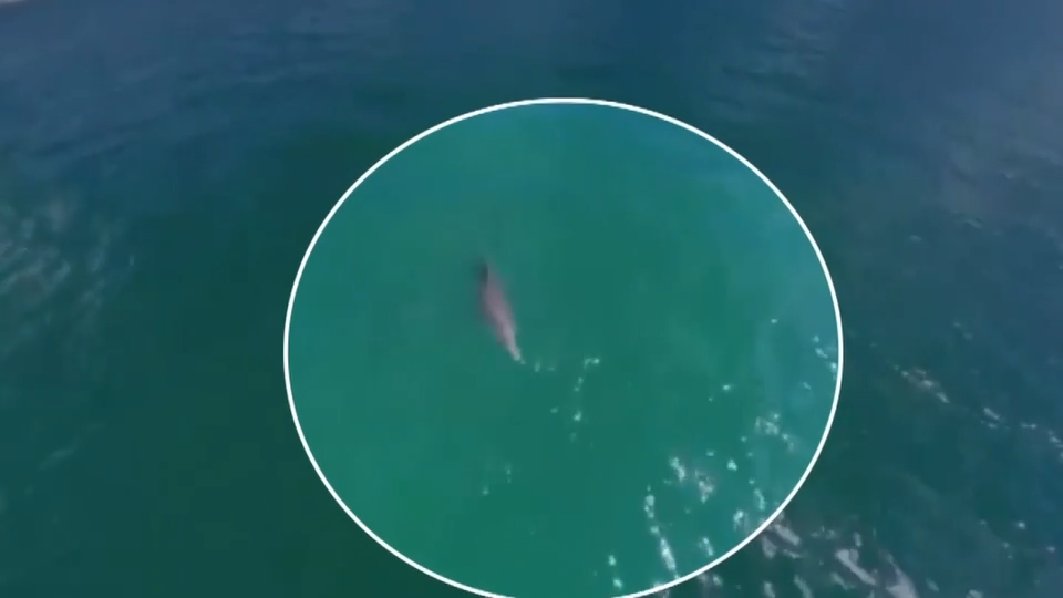 Dolphin tangled in net freed by police after being spotted by good Samaritans in North Bay Village — Key Biscayne Sports news