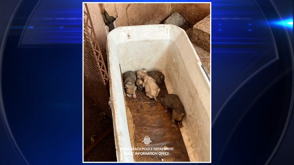 19 dogs living in unsanitary conditions recovered after welfare check in Miami Beach; 1 arrested — WSVN 7 Miami-Dade